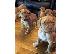 PoulaTo: Κουτάβια Dogue De Bordeaux
